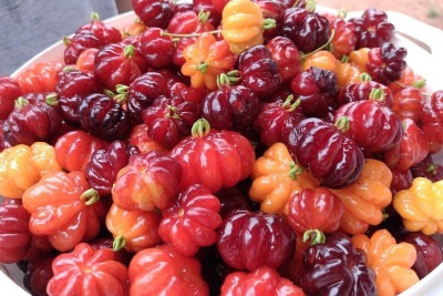 Nativa da América do Sul, a pitanga é uma fruta tropical e saborosa. Com sua cor intensa e sabor levemente ácido, ela é valorizada tanto por seu uso culinário quanto por seus benefícios à saúde. -  (crédito: Imagem de Luciano Perdigão Perdigão por Pixabay)
