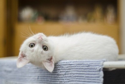 Levantamento do Instituto Pet Brasil (IPB), divulgado em maio de 2025, indica que o número de gatos nos lares brasileiros atingiu 30,8 milhões, representando um aumento de 5,4% em relação a 2022, quando havia 29,2 milhões de felinos. -  (crédito: Pexels pixabay)