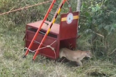 Vídeo: Onça que invadiu condomínio em Uberlândia é devolvida à natureza -  (crédito: DivulgaÃ§Ã£o/CBMG)