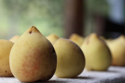 Originário da China, o pêssego possui uma polpa suculenta que envolve uma grande semente, como ocorre com a nectarina e a ameixa. É um fruto pouco calórico, que apresenta uma casca aveludada e um sabor único, presente de diversas formas na culinária e com inúmeros benefícios à saúde.  -  (crédito: Pixabay)
