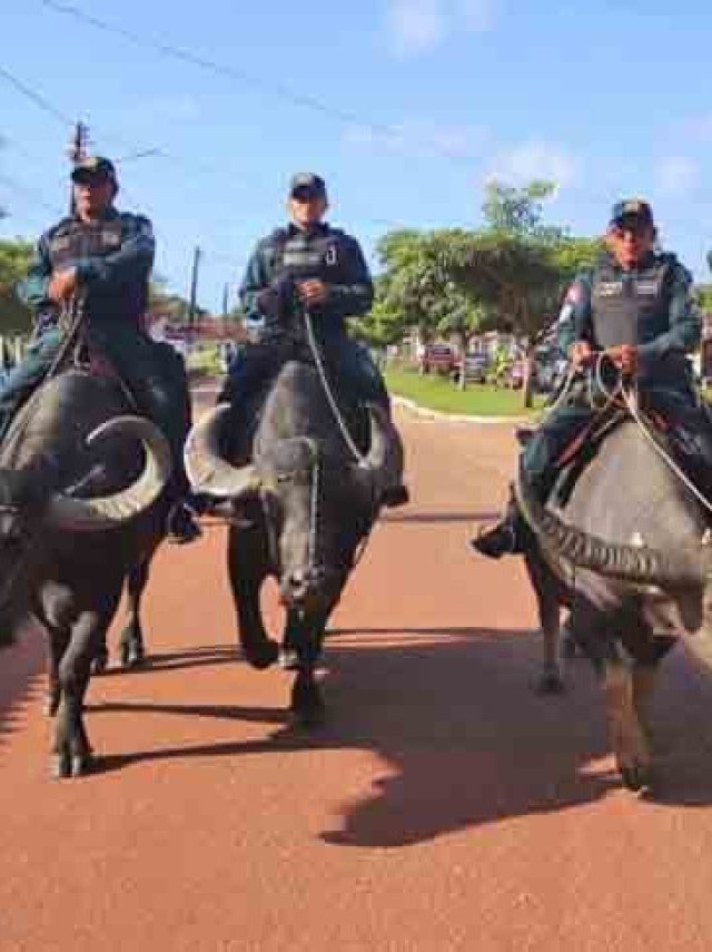 Policiais montam em búfalos e viram atracao turística de arquipélago