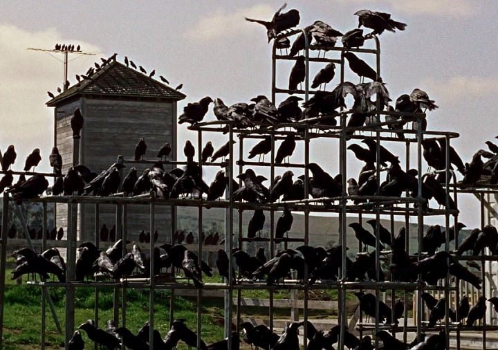 No clássico do suspense "Os Pássaros" (1963), de Alfred Hitchcock, os personagens são aterrorizados e atacados por centenas de aves, entre elas os corvos.
