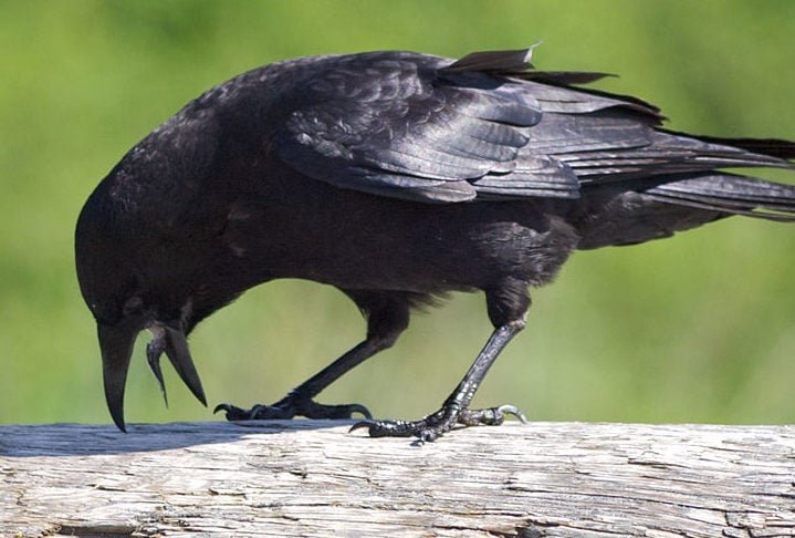 Os corvos são reconhecidos por sua inteligência excepcional, comparável à de primatas. 