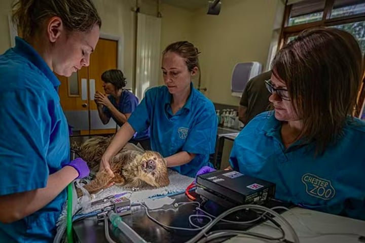 “Devido à ponta afiada do dente e ao fato de haver uma grande quantidade de infecção presente na base do dente, precisávamos procurar alternativas ao tratamento de canal padrão para ter alguma chance de salvar os dentes", explicou Charlotte Bentley, residente veterinária do Zoológico de Chester.