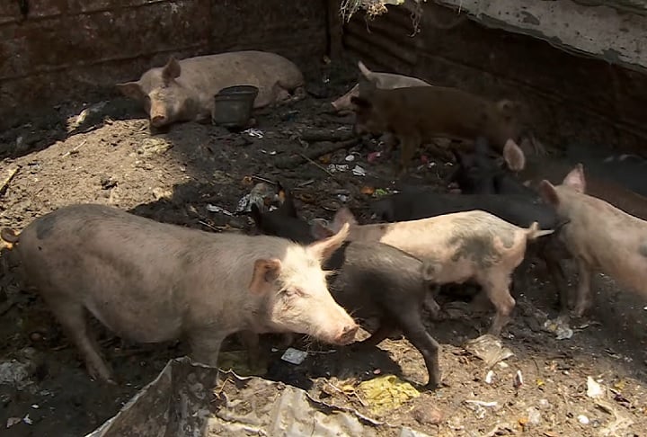 Por serem cristãos coptas, os Zabbaleen não podem criar, alimentar ou viver perto de porcos, um animal considerado "sujo", "impuro".