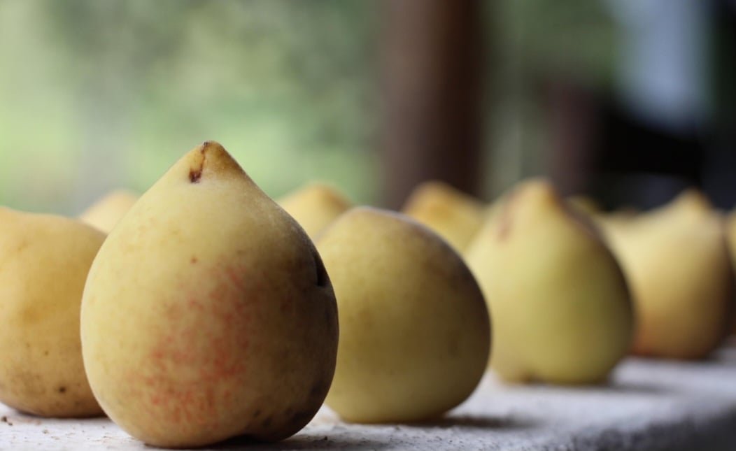 Fruta aveludada e refrescante: pêssego aumenta imunidade e faz bem para pele
