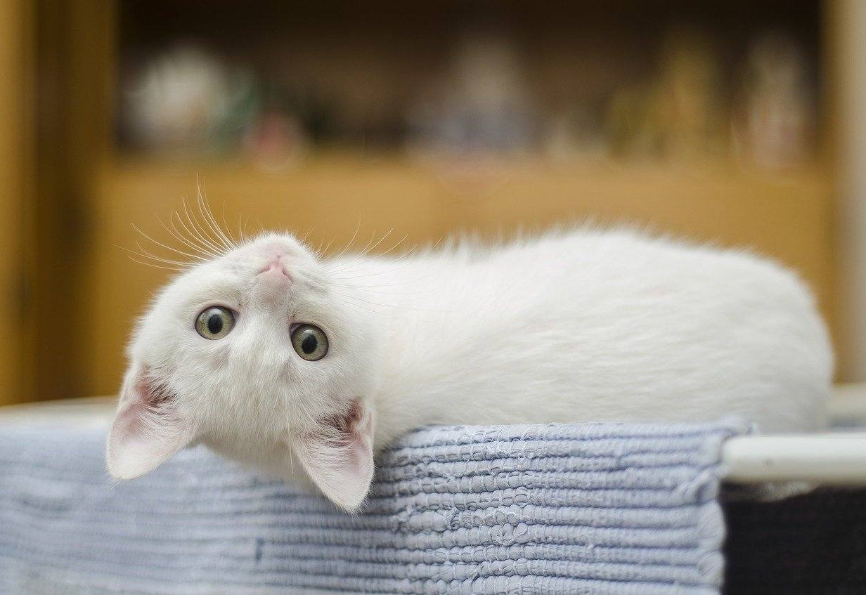 Cresce o número de gatos no brasil