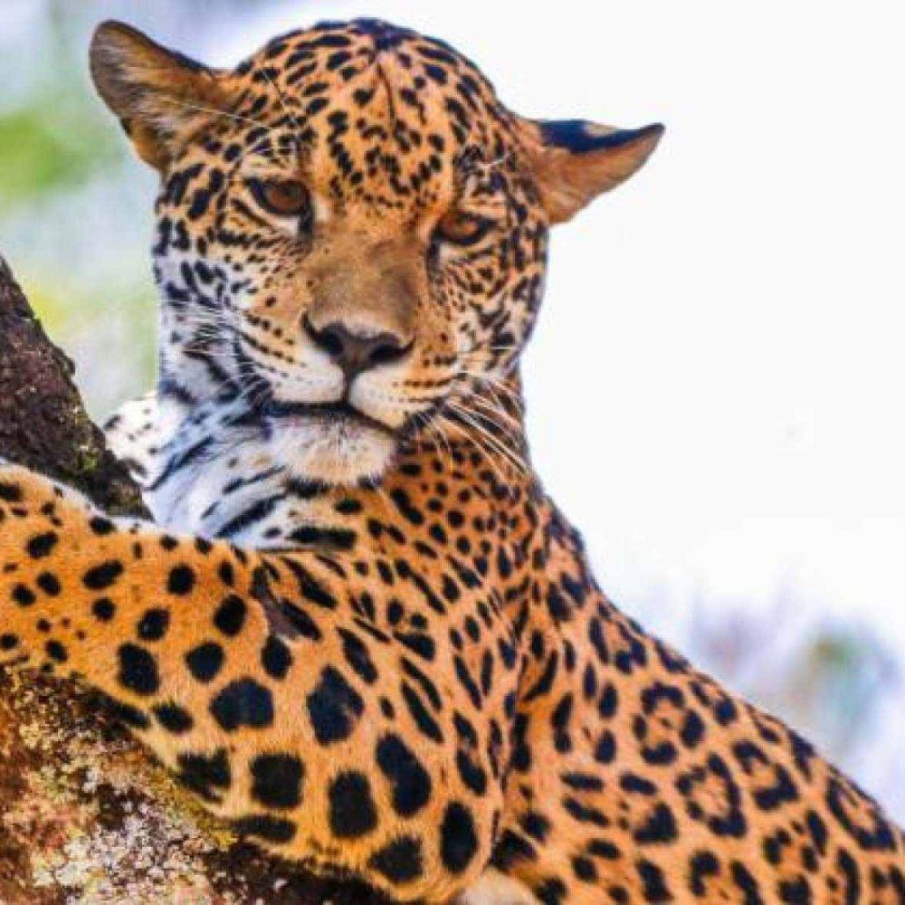 Bh: onça-pintada maya já está no recinto de visitação do zoológico