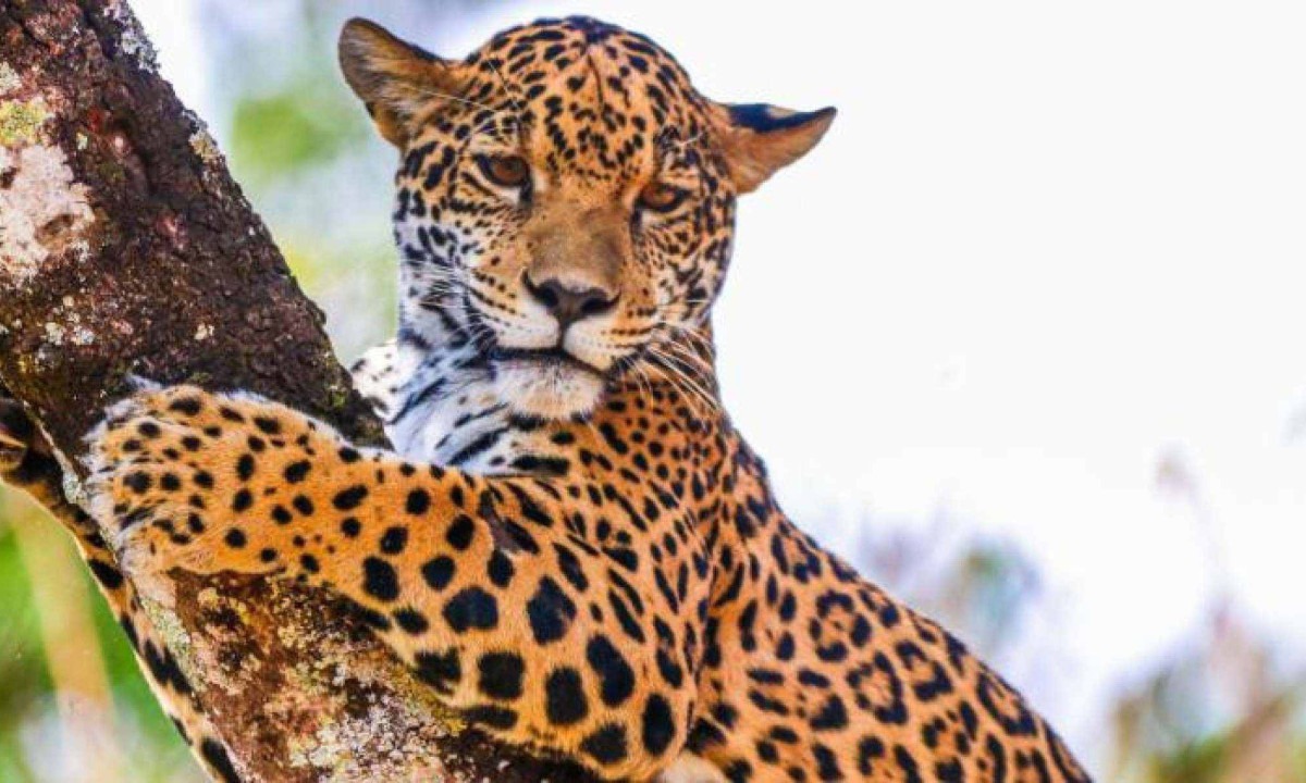 A on&ccedil;a-pintada possui h&aacute;bitos, majoritariamente, noturnos. O animal costuma descansar durante o dia, em locais pr&oacute;ximos a rios e lagoas -  (crédito: Juan Espanha/FPMZB)