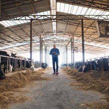 Fx4 Agro opera confinamento de gado em três regiões do país - DINO