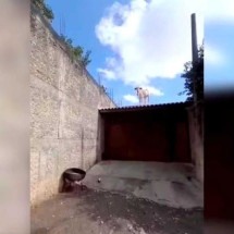 Vaca sobe em telhado e assusta moradores; veja - Reprodução/Arquivo Pessoal