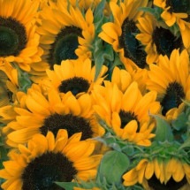 A beleza vibrante das flores que seguem a luz e embelezam os campos - Gérôme Bruneau Unsplash