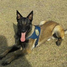 Morre Heros, cão policial que ajudou a apreender 7 toneladas de drogas - PRF/ Reprodução