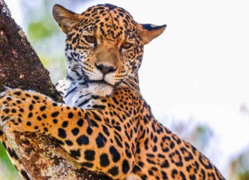 A onça-pintada possui hábitos, majoritariamente, noturnos. O animal costuma descansar durante o dia, em locais próximos a rios e lagoas -  (crédito: Juan Espanha/FPMZB)