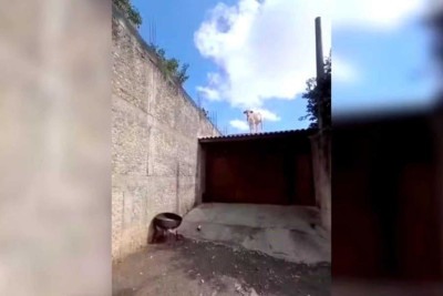 A responsável pelo registro é a doméstica Elediane Canteiro, moradora da residência onde tudo aconteceu -  (crédito: Reprodução/Arquivo Pessoal)