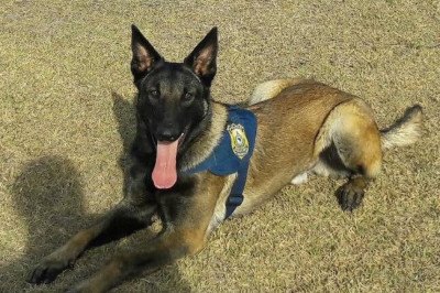 Morre Heros, cão da PRF que combatia o tráfico de drogas e salvava vidas em Minas Gerais
 -  (crédito: PRF/ Reprodução)