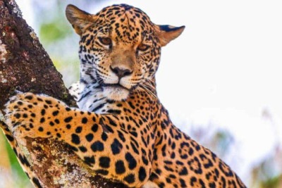 A onça-pintada possui hábitos, majoritariamente, noturnos. O animal costuma descansar durante o dia, em locais próximos a rios e lagoas -  (crédito: Juan Espanha/FPMZB)