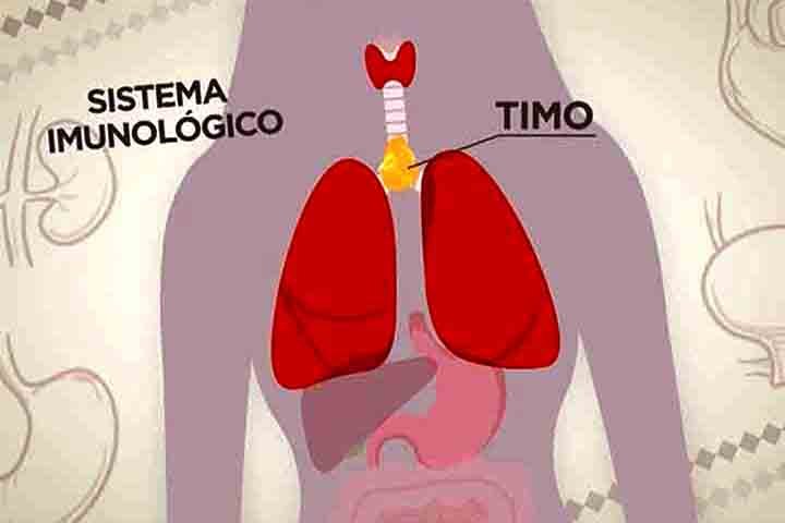Quando tinha 15 anos, Sabrina recebeu o diagnóstico de um tumor no timo, órgão linfático entre os pulmões e próximo ao coração que regula o sistema imunológico.