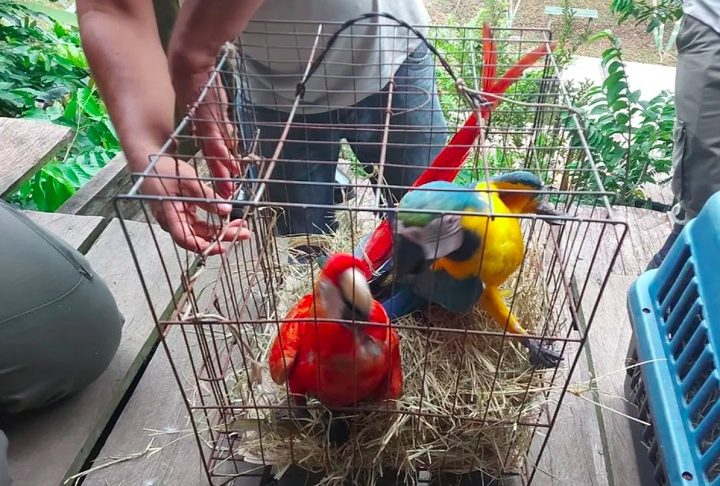 O Ibama afirma que os animais apreendidos são encaminhados a centros de reabilitação para, quando possível, serem reintroduzidos na natureza.