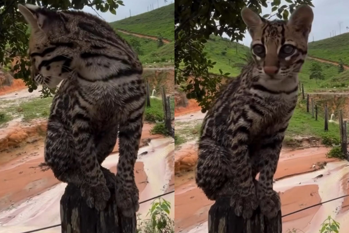 O Ibama alegou que o animal apresentava deficiências nutricionais, parasitas e lesões, apesar de ser exibido como "feliz" nas redes. O caso acabou gerando forte reação popular contra o órgão.