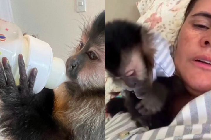 Paralelamente, o Ibama vem enfrentando uma onda de críticas e ameaças nas redes sociais, especialmente em casos similares de apreensão de animais silvestres usados como pets por influenciadores.