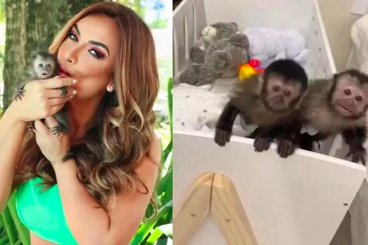 Um exemplo foi o caso da modelo Nicole Bahls, que teve dois macacos-pregos apreendidos após postá-los em suas redes. 