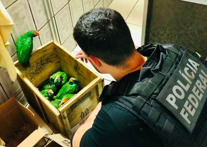 Embora os vÃ­deos com animais pareÃ§am inofensivos ou atÃ© adorÃ¡veis, especialistas argumentam que podem haver danos ocultos, como mÃ¡s condiÃ§Ãµes nutricionais, estresse e comprometimento do sistema imunolÃ³gico.