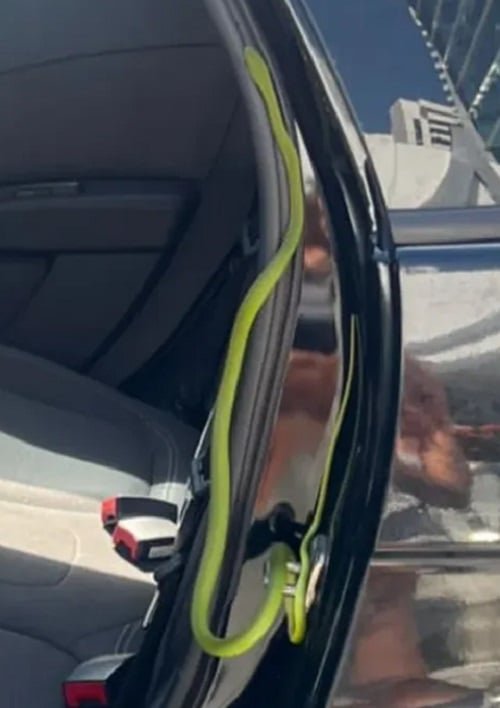 O vÃ­deo gravado por Matos mostra exatamente como era a cobra. No momento do registro, o animal estava justamente "colado" na porta traseira do carro do motorista de aplicativo.