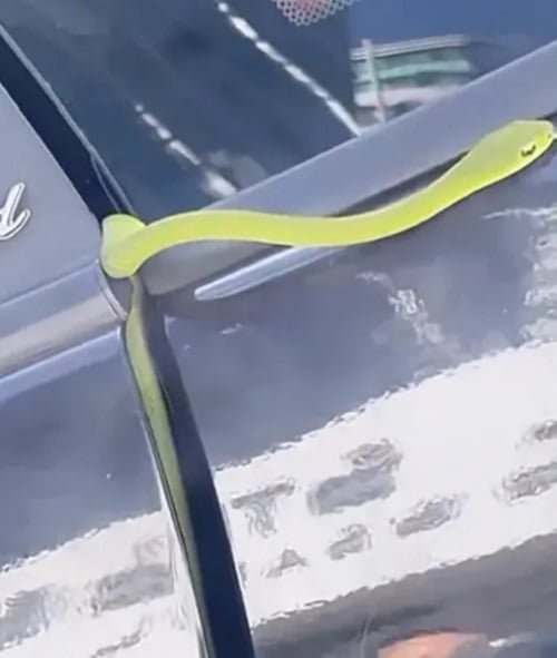 "Rapaz, só acontece esse tipo de coisa comigo. Ó como eu estou, me tremendo. Eu vim fazer as sobrancelhas aqui em Narjara, peguei um Uber, porque meu carro está na concessionária", disse Sthe Matos no Instagram.