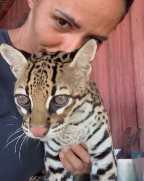 O YouTube e a Meta reforçam que explorar ou monetizar a imagem de animais silvestres de forma irregular é ilegal e viola políticas das plataformas. Apesar disso, muitos vídeos ainda escapam da moderação.