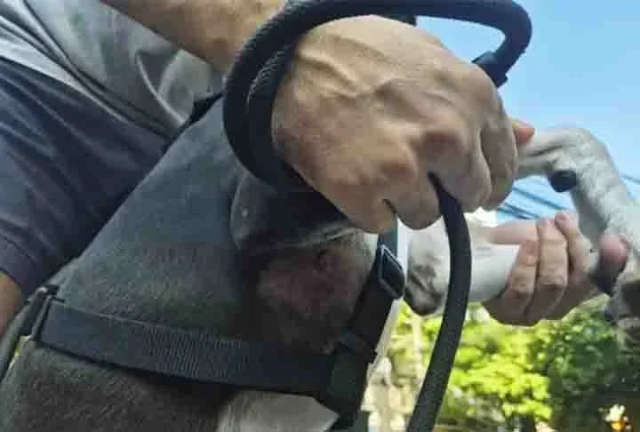 Em 5/1/2025, um policial reformado se machucou ao tentar salvar seu cachorro, atacado por um pitbull que estava solto e sem focinheira  no bairro do Maracanã, no Rio de Janeiro (RJ). O pequeno Oreo ficou com quatro feridas após o ataque