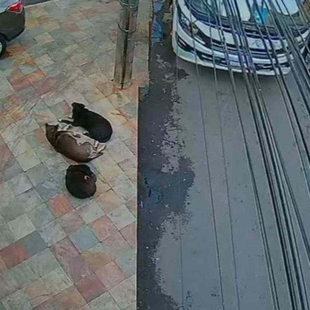 Cachorro é atropelado por ônibus em ouro preto e vídeo gera revolta