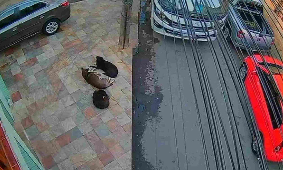 Segundo testemunhas o cão era idoso e vivia nas ruas da cidade  -  (crédito: Reprodução/Redes Sociais )