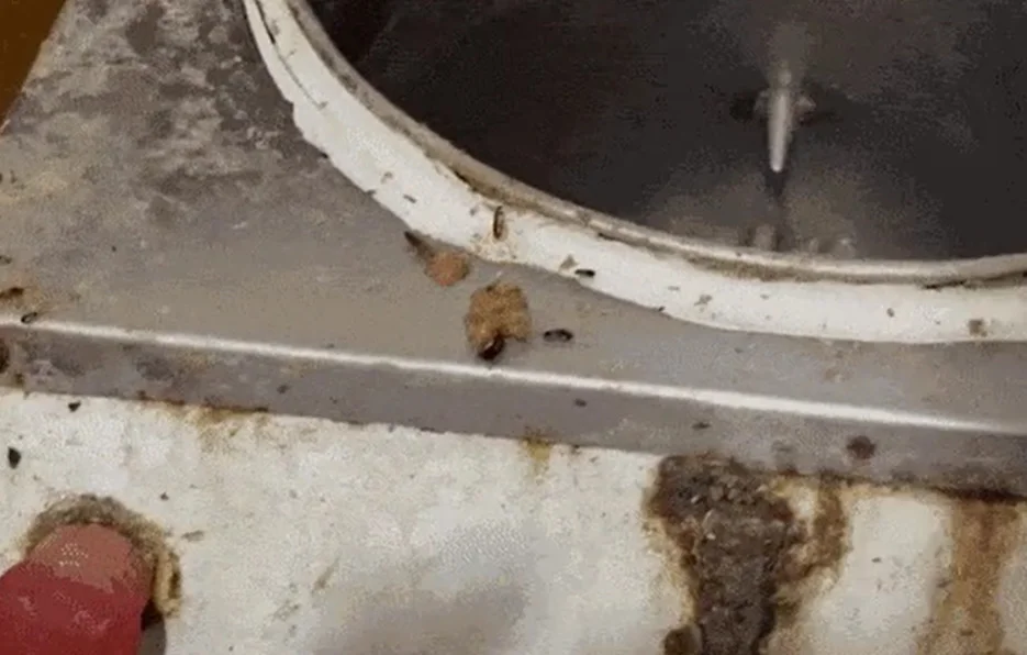 Eca: Fábrica clandestina cheia de baratas abastecia barraquinhas de salgados no Rio - Reprodução de vídeo TV Globo 