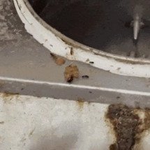 Eca: Fábrica clandestina cheia de baratas abastecia barraquinhas de salgados no Rio - Reprodução de vídeo TV Globo 