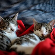 Frio: veja como proteger seu pet de doenças respiratórias e articulares - Reprodução/Pexels
