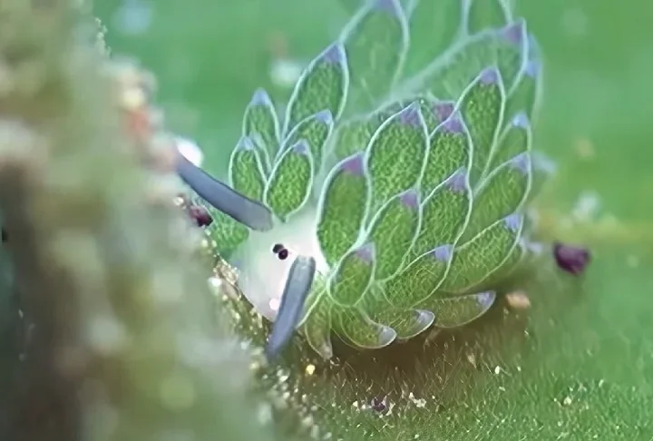 Vegetal ou animal? Ovelha-folha atrai curiosidade na internet - reprodução/youtube