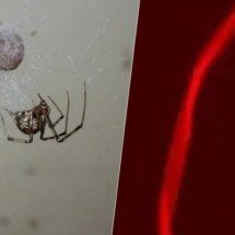 Cientistas fazem experimento e aranhas passam a produzir teias vermelhas - Patrick Edwin Moran wikimedia commons e University of Bayreuth