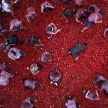 Guerra de tomates usa 45 toneladas do fruto e pinta cidade de vermelho - AFP