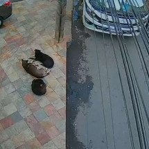 Cachorro é atropelado por ônibus em Ouro Preto e vídeo gera revolta  - Reprodução/Redes Sociais 