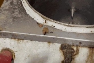 Eca: Fábrica clandestina cheia de baratas abastecia barraquinhas de salgados no Rio