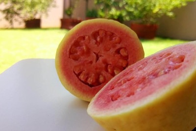 Rica em vitaminas e nutrientes, a goiaba é uma fruta versátil, que pode aparecer em receitas doces e salgadas e até mesmo substituir o tomate no preparo de molhos. Tradicional no Brasil, ela pode gerar empregos e mover a economia rural, ainda mais com a goiabada. -  (crédito: Imagem de Jose Paulo por Pixabay

)