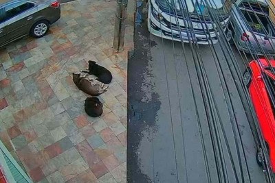 Segundo testemunhas o cão era idoso e vivia nas ruas da cidade  -  (crédito: Reprodução/Redes Sociais )