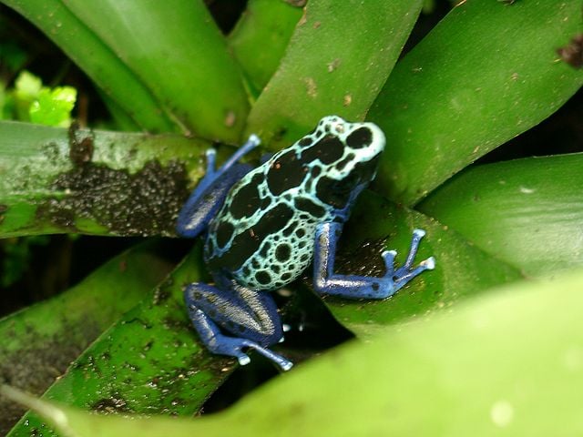 Ele tem apenas 6,2 cm de comprimento e é considerado o maior representante da família dos sapos-flecha-venenosos.