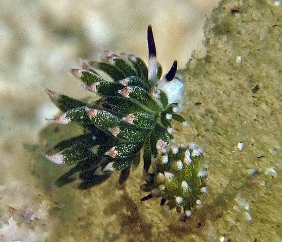 Esse processo, chamado cleptoplastia, permite que as lesmas armazenem energia solar em suas ceratas (estruturas semelhantes a brânquias) por até 10 dias, funcionando como pequenos "painéis solares".