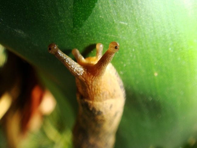 Na cabeça das lesmas, encontram-se dois pares de tentáculos. O par superior, mais longo, contém os olhos na ponta e é usado para a percepção de luz e formas. Já o inferior é responsável pelo tato e pelo olfato. 