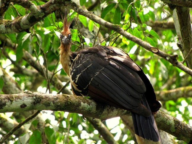 Pássaro – Jacu-cigano: Essa ave encontrada nas regiões de rios e lagos de águas calmas da Amazônia, chama a atenção por sua aparência peculiar, com penas eriçadas e uma cabeça colorida.