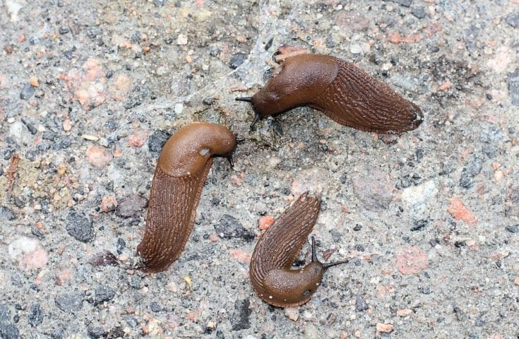 Apesar de serem hermafroditas, as lesmas geralmente necessitam de outro indivíduo para a reprodução, envolvendo uma troca de espermatozoides. 