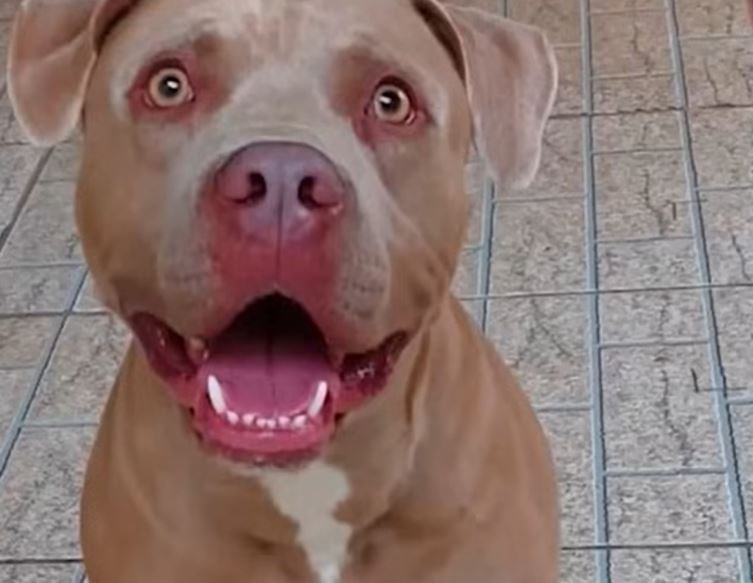 Casos de ataques de pitbull se sucedem no Brasil, onde o desrespeito Ã  lei Ã© constante. A lei estadual determina, afinal, que cÃ£es das raÃ§as American Pit Bull Terrier, Fila, Rottweiller, Dobermann, Bull Terrier e Dogo Argentino sÃ³ podem circular com guia de no mÃ¡ximo 1,5 metro e munidos de focinheira. Assim, alguns casos ganham bastante repercussÃ£o. 