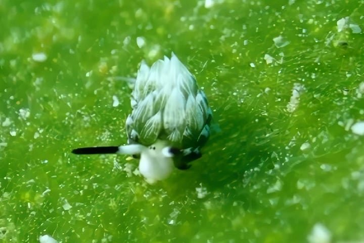 Por serem bem frágeis e "sem casca", elas acabam se tornando mais vulneráveis segundo especialistas ouvidos pela BBC. Saiba mais sobre as lesmas!